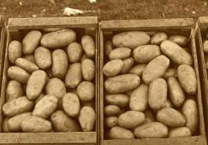 Boxes of potatoes