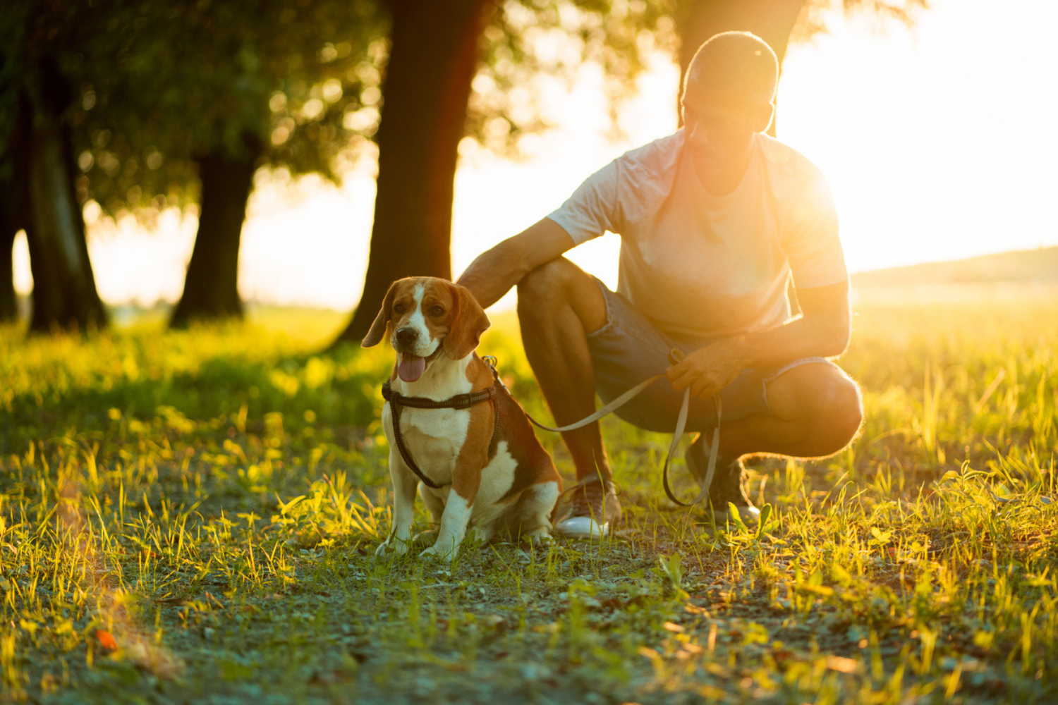 Man petting a dog